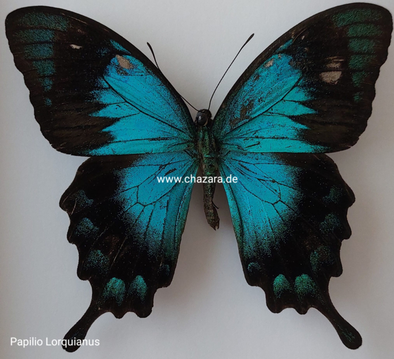 Papilio Lorquianus A1/A1-/A- ongeprepareerd