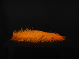 Struisvogelveer Oranje