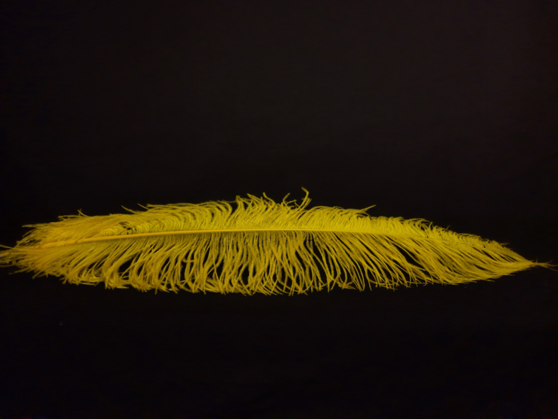Struisvogelveer geel