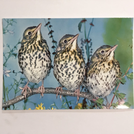 Vogel 4