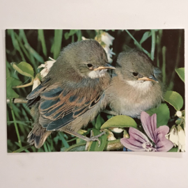 Vogel 2