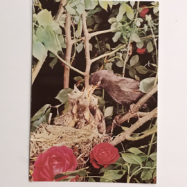 Vintage kaarten vogels
