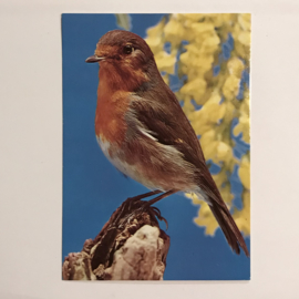 Vogel 12