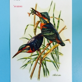 Decal ijsvogels