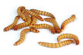 Meelwormen 1 kg  incl verzend doos