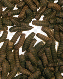 hermetia / blacksoldierfly / calciumworm (1 liter) 