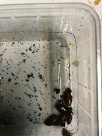 Grond kakkerlak (Pycnoscelus surinamensis)