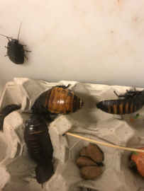 Sissendekakkerlak perstuk (4 tot 6 cm)