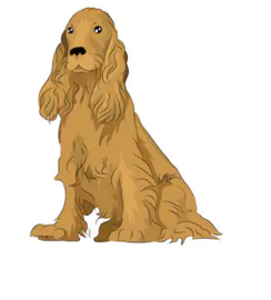 Middelgrote Hond 35 tot 50 cm 