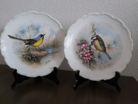 Woodland birds Collection