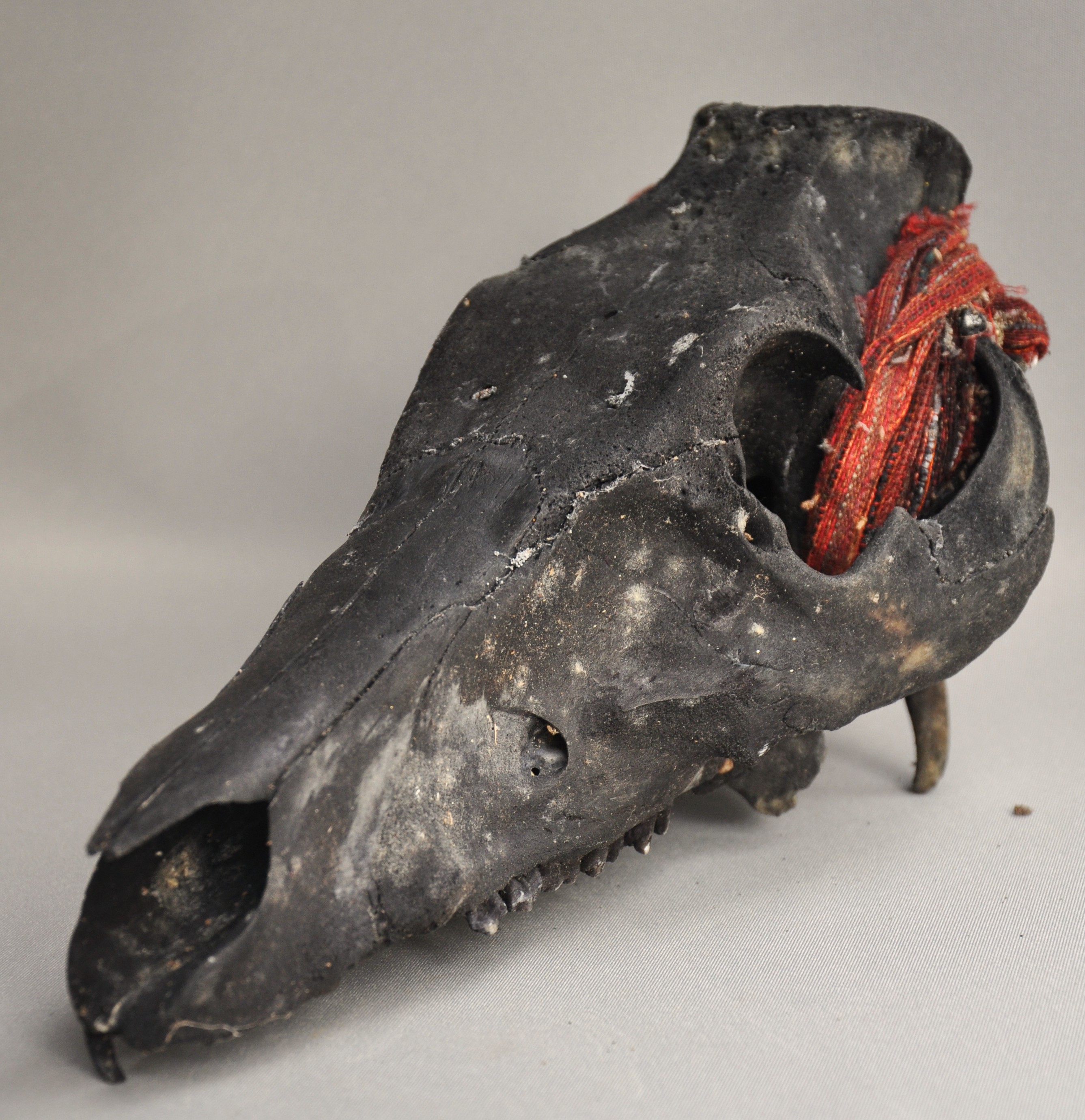 Goat skull with ikat cloth, IFUGAO, Philippines, ca 1970