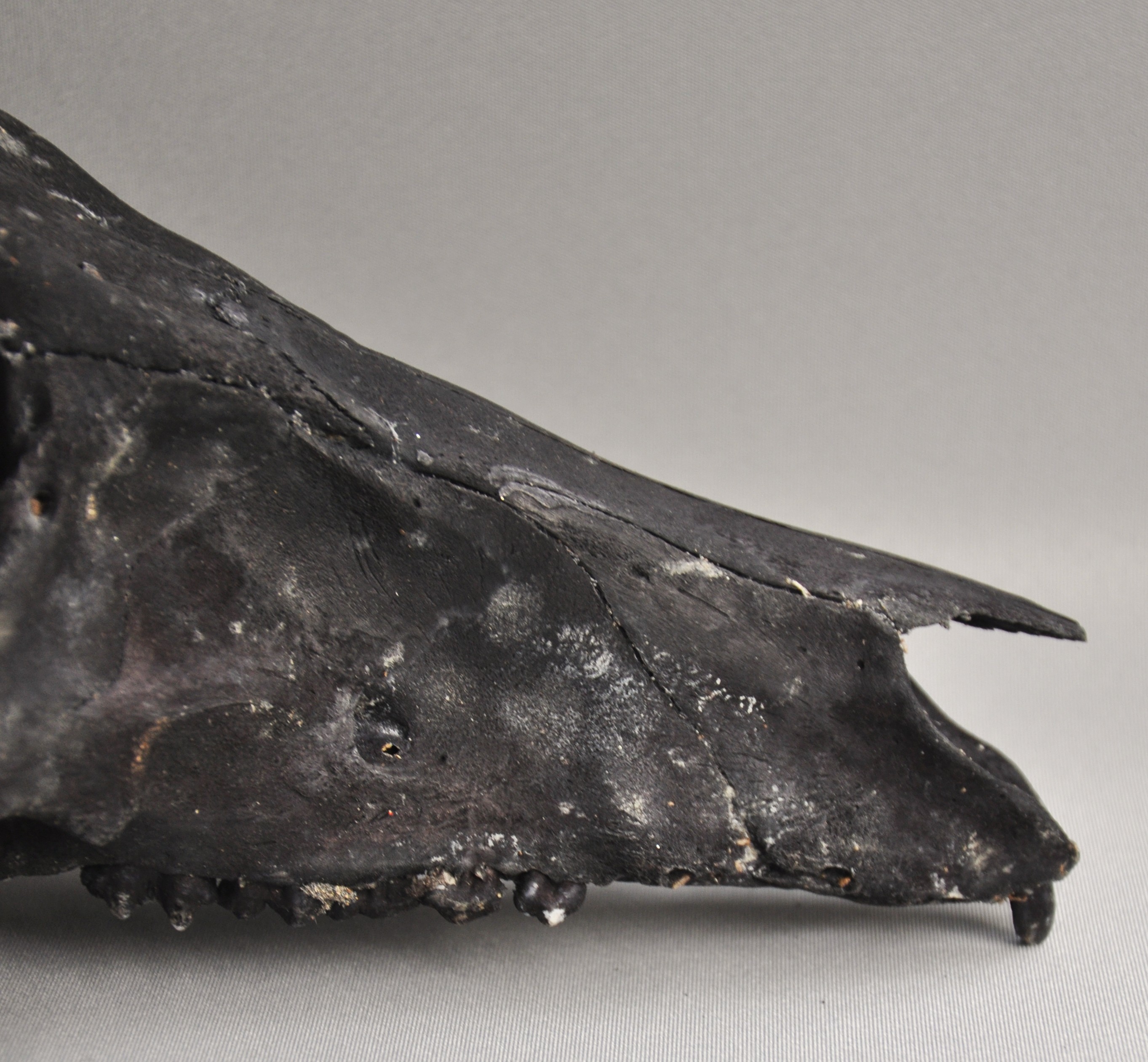 Goat skull with ikat cloth, IFUGAO, Philippines, ca 1970