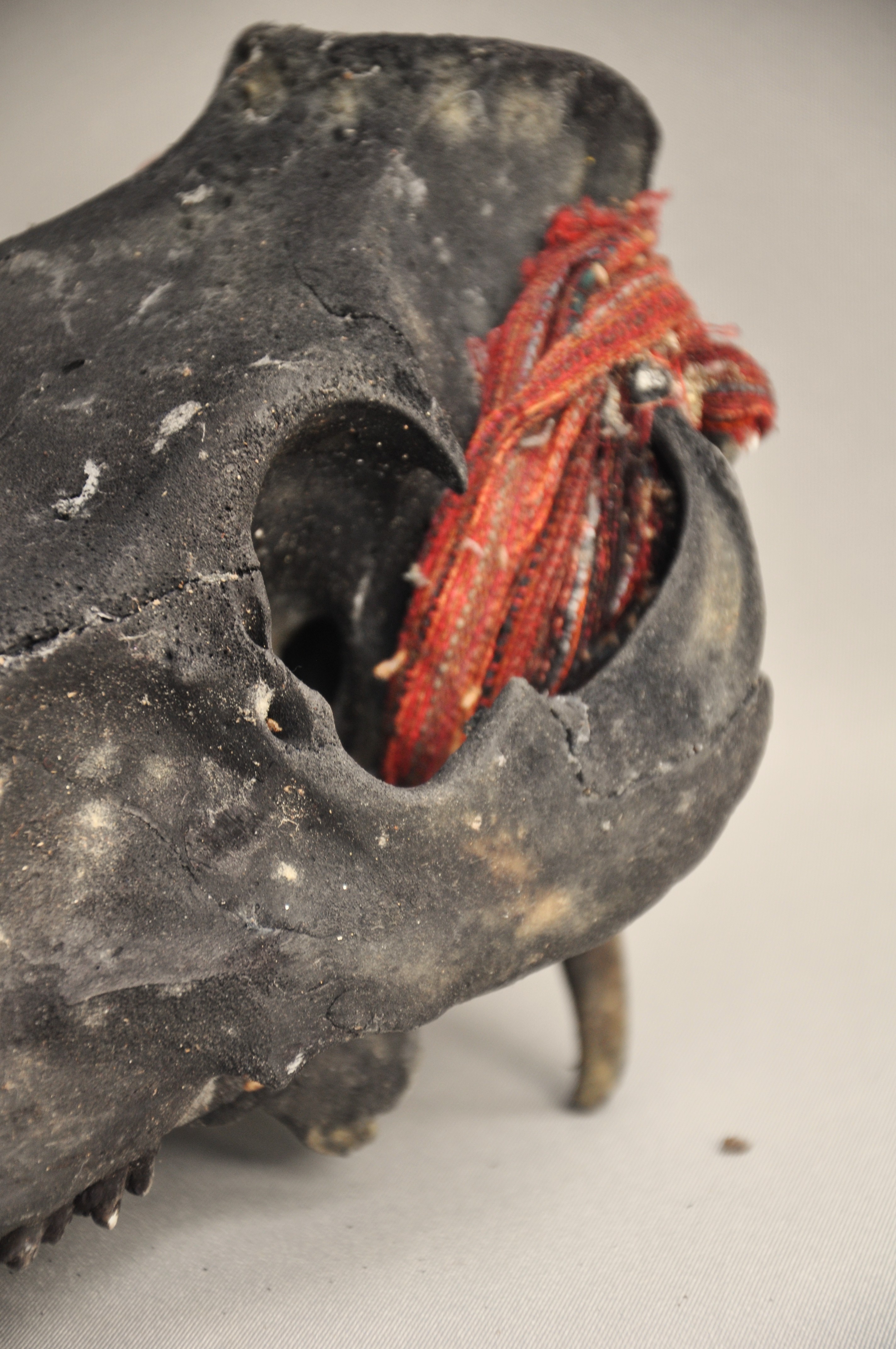 Goat skull with ikat cloth, IFUGAO, Philippines, ca 1970