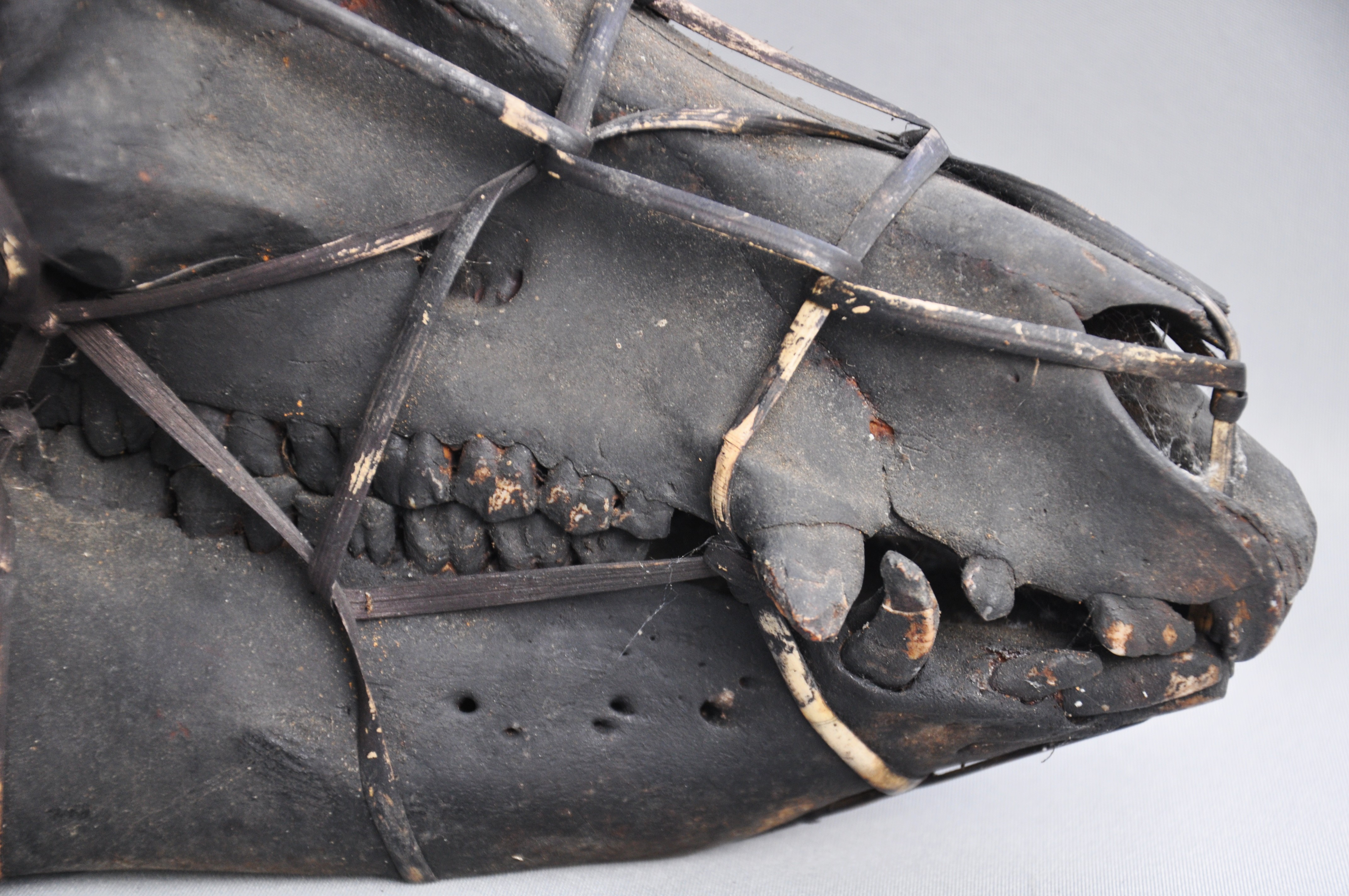 Large tribal pig skull, IFUGAO, Luzon, Philippines