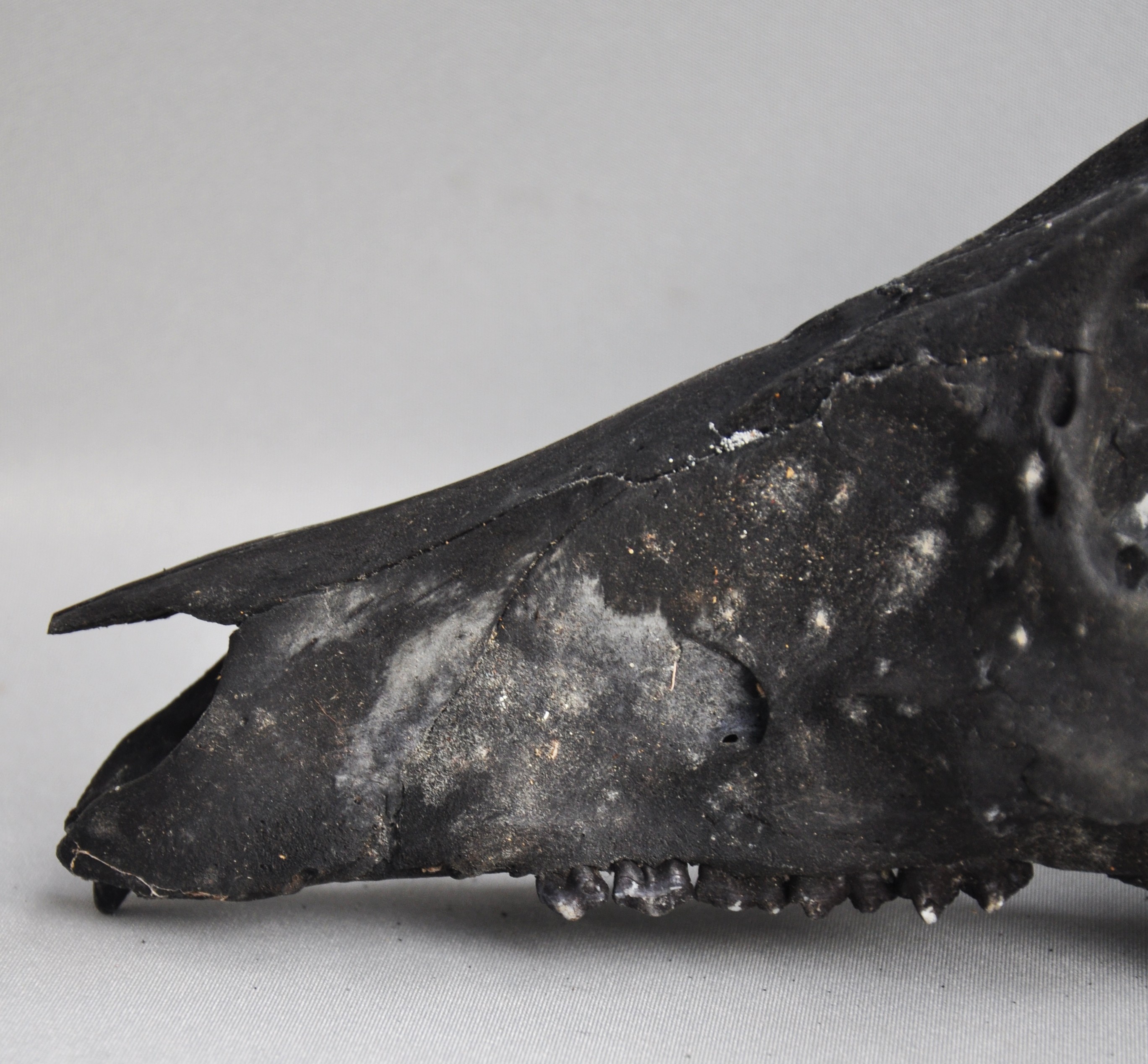 Goat skull with ikat cloth, IFUGAO, Philippines, ca 1970