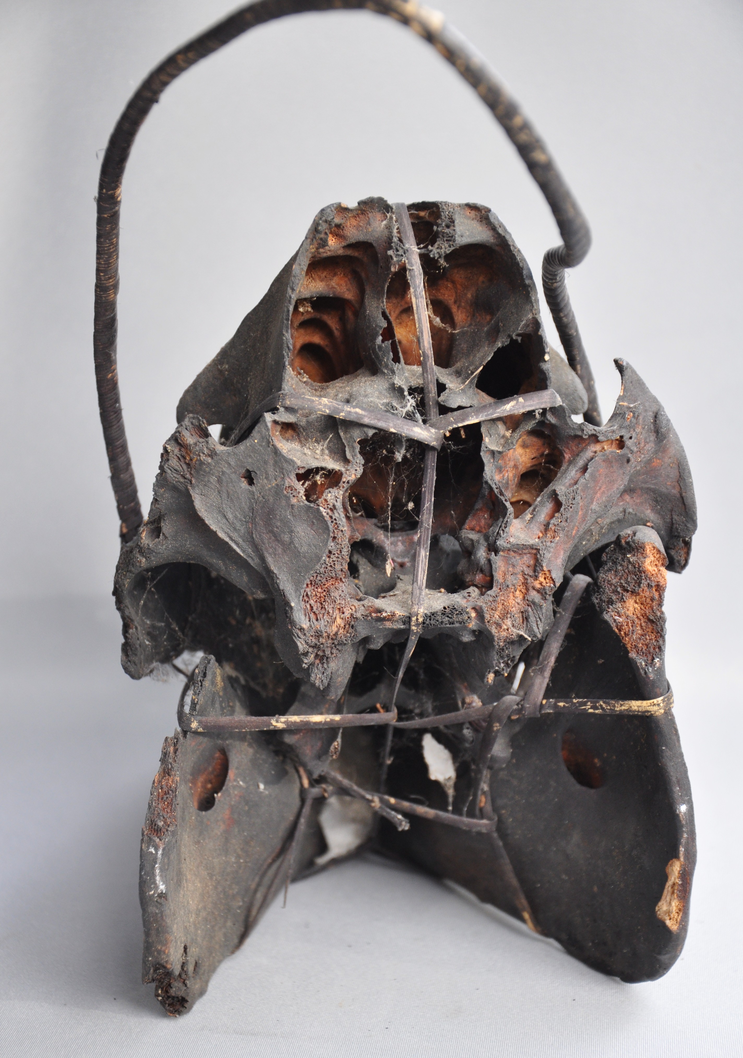 Large tribal pig skull, IFUGAO, Luzon, Philippines