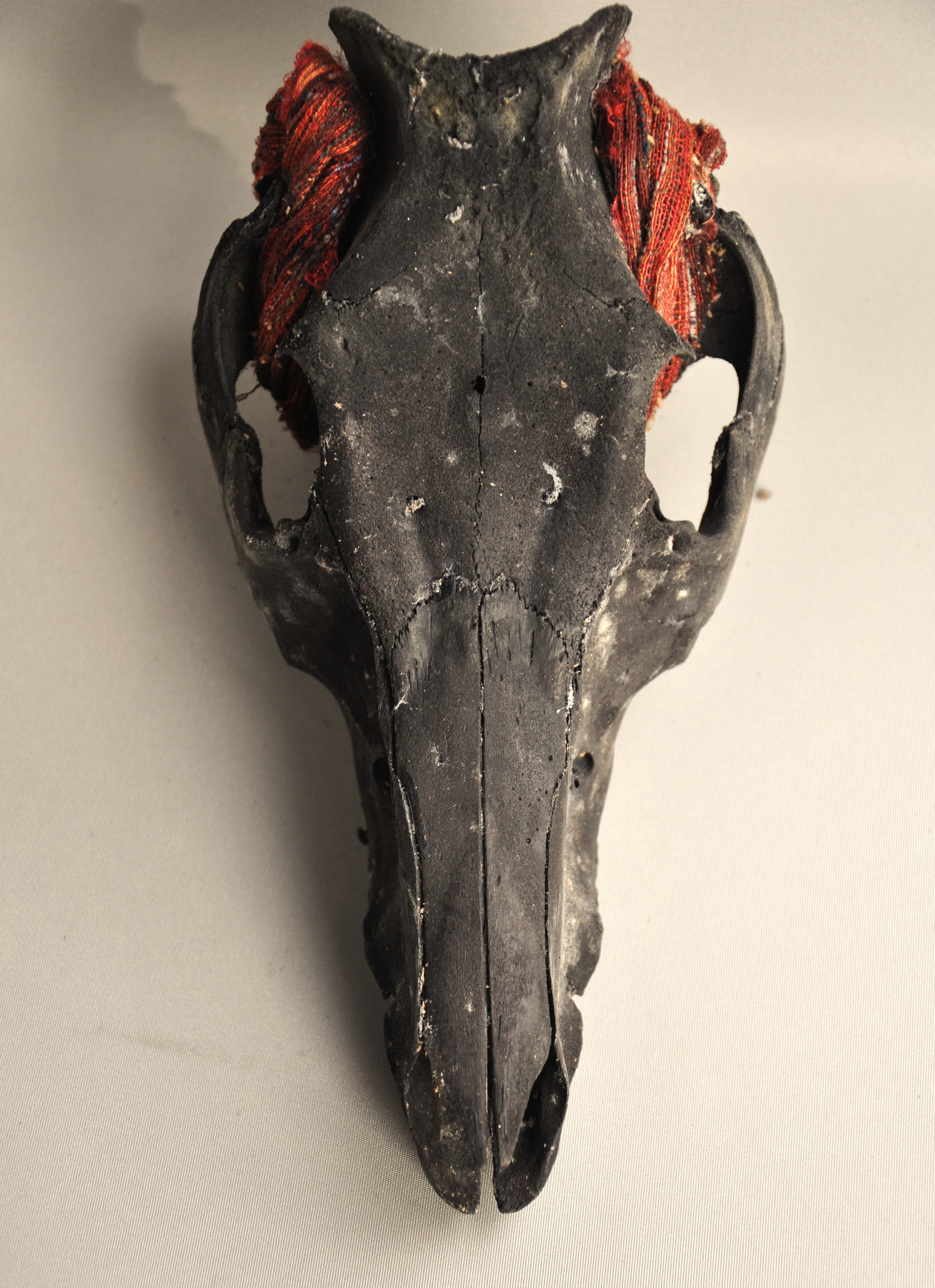 Goat skull with ikat cloth, IFUGAO, Philippines, ca 1970