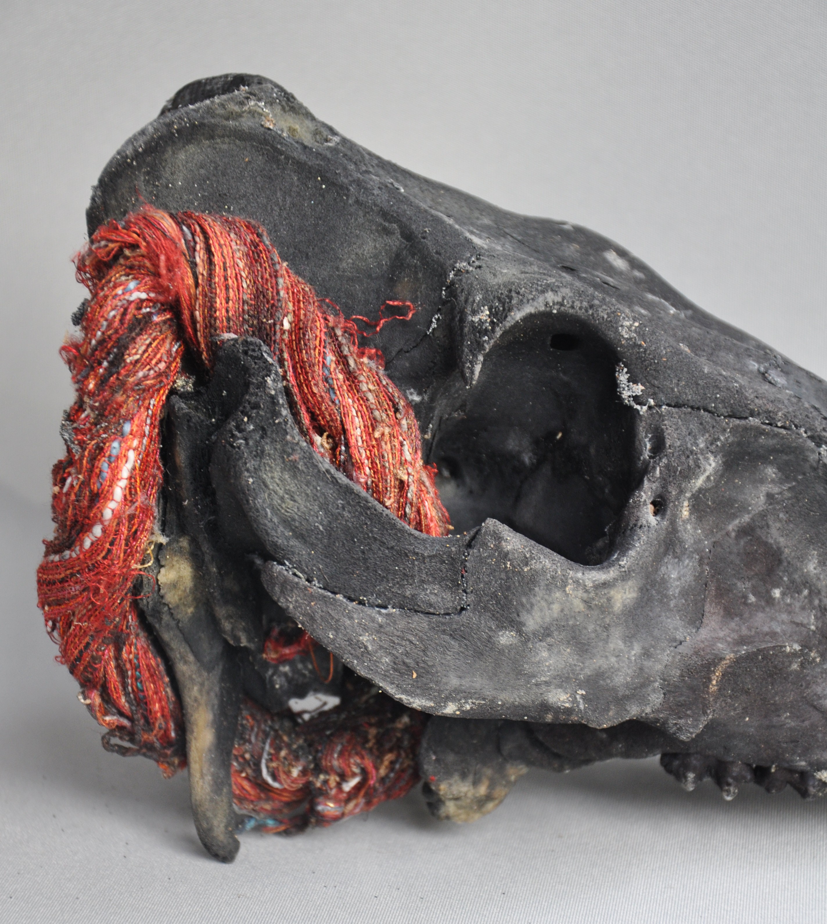 Goat skull with ikat cloth, IFUGAO, Philippines, ca 1970