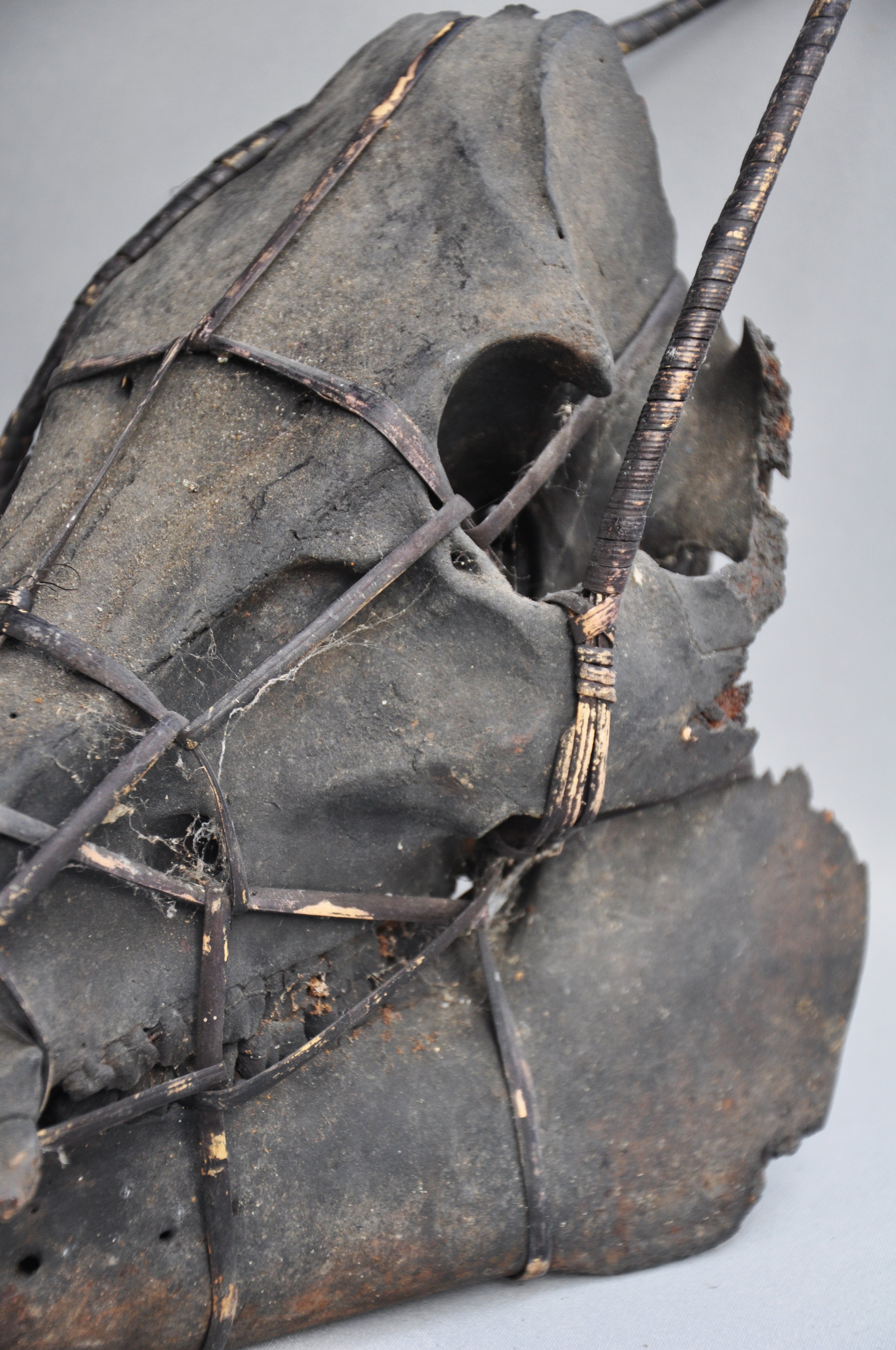 Large tribal pig skull, IFUGAO, Luzon, Philippines