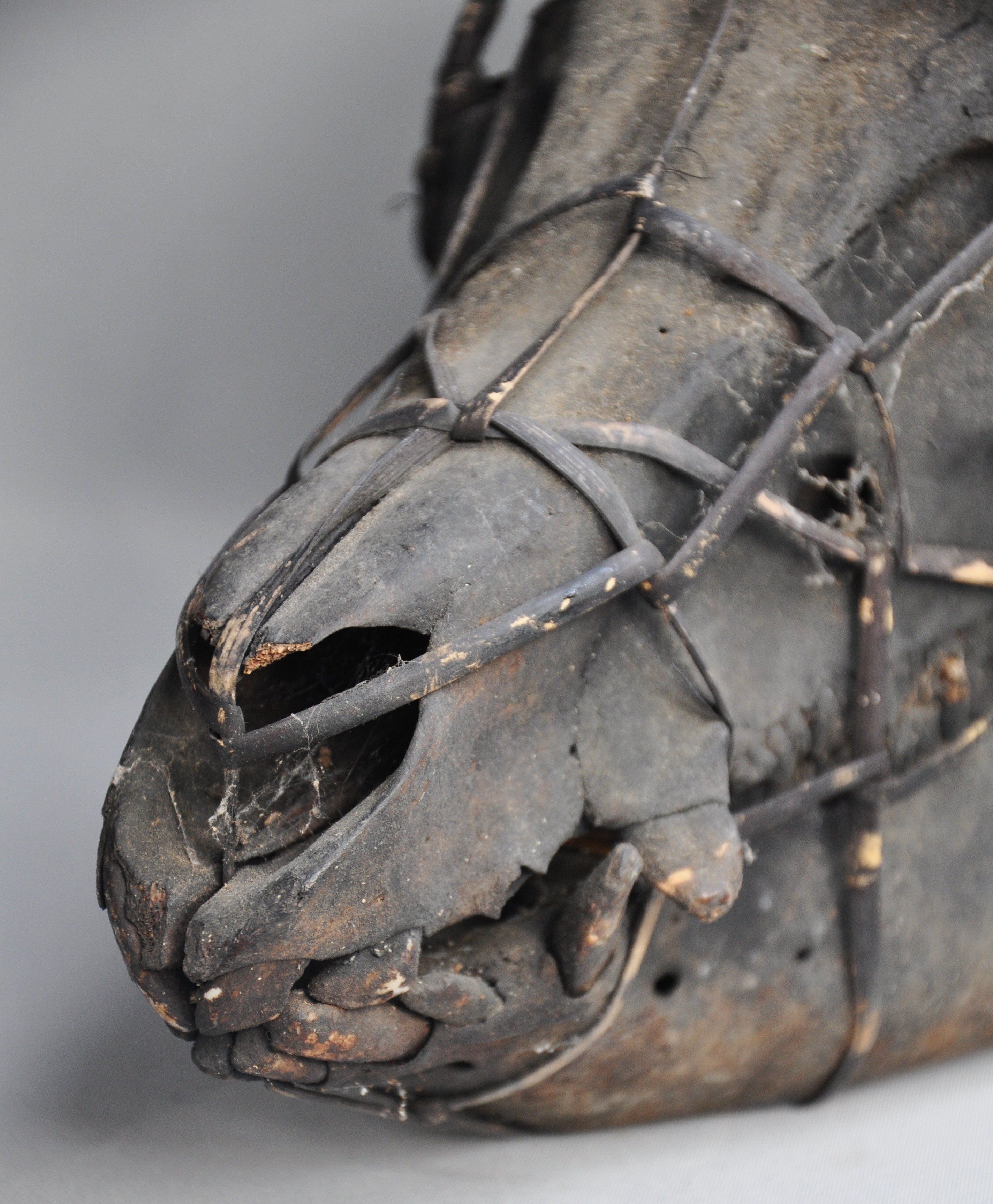 Large tribal pig skull, IFUGAO, Luzon, Philippines