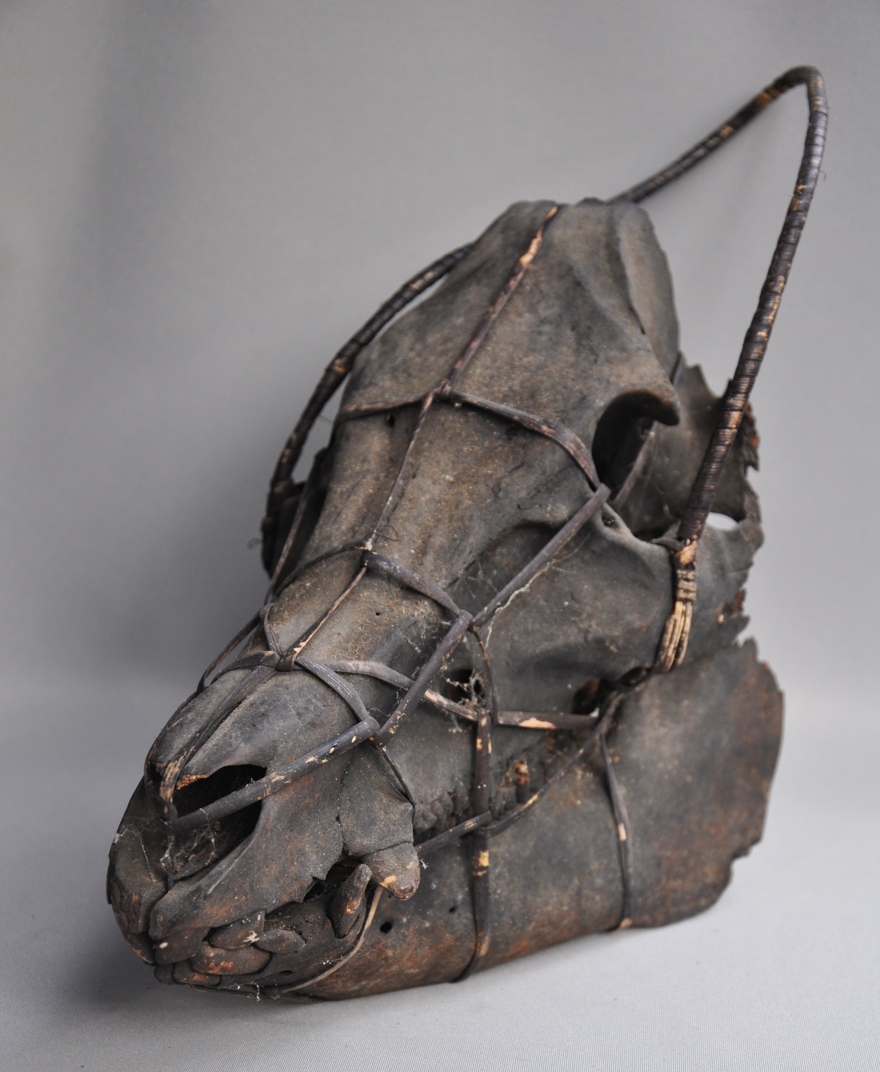 Large tribal pig skull, IFUGAO, Luzon, Philippines