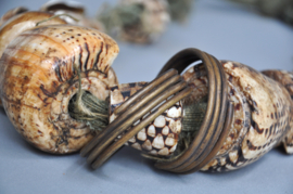 Large Akusan shell belt from the Bontoc, Igorot, Philippines, 21st century