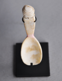 Ceremonial shell spoon, Sumba Island, Indonesia, 21st century