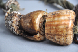 Large Akusan shell belt from the Bontoc, Igorot, Philippines, 21st century