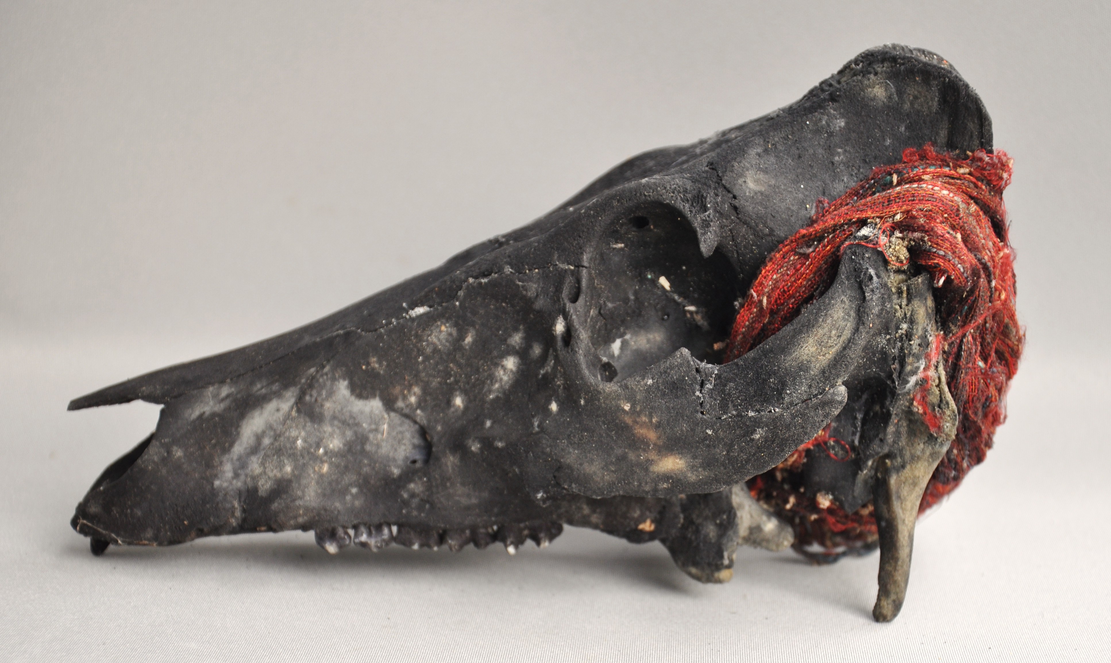 Goat skull with ikat cloth, IFUGAO, Philippines, ca 1970