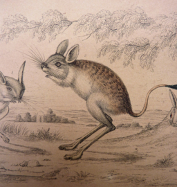 Antique engraving Oliver Goldsmith A History of the Earth and Animated Nature  Plaat VII Jerboa