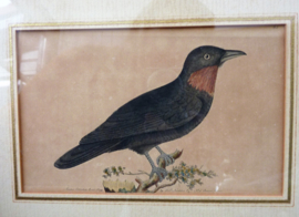 Antieke ingelijste gravure  FP Nodder The Naturalists Miscellany Purple Throated Fly catcher