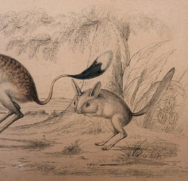 Antieke gravure Oliver Goldsmith A History of the Earth and Animated Nature Plaat VII Jerboa