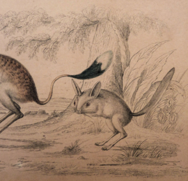 Antique engraving Oliver Goldsmith A History of the Earth and Animated Nature  Plaat VII Jerboa