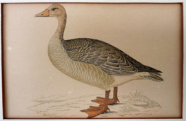 Antieke gravure FO Morris A History of British Birds Grey Lag Goose