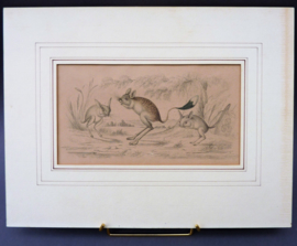 Antieke gravure Oliver Goldsmith A History of the Earth and Animated Nature Plaat VII Jerboa