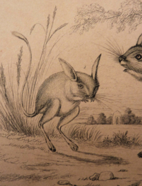 Antieke gravure Oliver Goldsmith A History of the Earth and Animated Nature Plaat VII Jerboa
