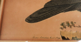 Antieke ingelijste gravure  FP Nodder The Naturalists Miscellany Purple Throated Fly catcher