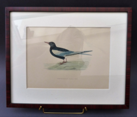 Antique framed engraving FO Morris A History of British Birds White winged Black Tern