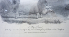 Antique framed engraving E Hacker after WH Davis A Prize Boar