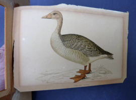 Antieke gravure FO Morris A History of British Birds Grey Lag Goose