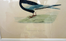 Antieke ingelijste gravure FO Morris A History of British Birds White winged Black Tern