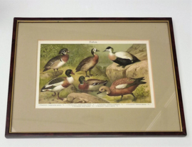 Meyers Lexicon antique framed print Enten Ducks