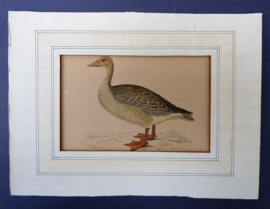 Antieke gravure FO Morris A History of British Birds Grey Lag Goose