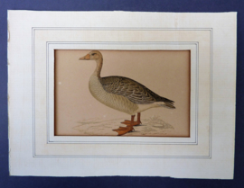 Antique engraving A History of British Birds FO Morris Grey Lag Goose