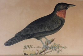 Antieke ingelijste gravure  FP Nodder The Naturalists Miscellany Purple Throated Fly catcher