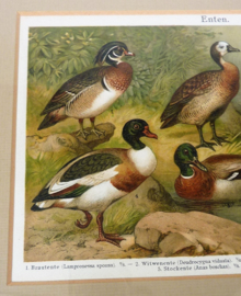 Meyers Lexicon antique framed print Enten Ducks