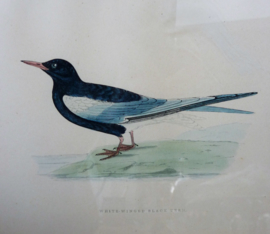 Antieke ingelijste gravure FO Morris A History of British Birds White winged Black Tern