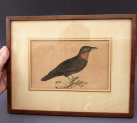 Antieke ingelijste gravure  FP Nodder The Naturalists Miscellany Purple Throated Fly catcher