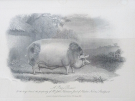 Antieke ingelijste gravure E Hacker naar WH Davis A Prize Boar