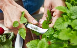 Tool Basket met 4 messen - Wüsthof - Urban Farmer